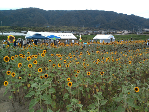 え！？今頃ひまわり大原野