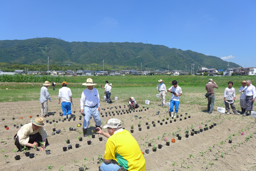 え！？今頃ひまわり大原野