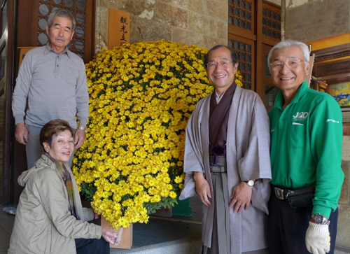 市役所玄関に見事な菊！　「みわ・ダッシュ村」の皆さんにお贈りいただきました