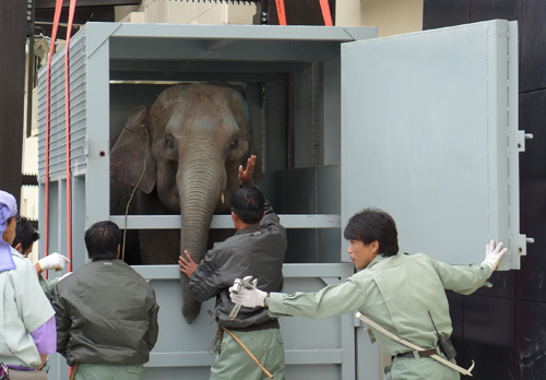 ４頭のゾウがラオスから動物園に来てくれました！　多くの方々のお蔭です　深謝