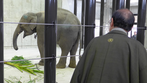 ４頭のゾウがラオスから動物園に来てくれました！　多くの方々のお蔭です　深謝