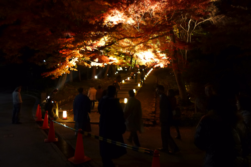 紅葉が最高！　毘沙門堂ライトアップ