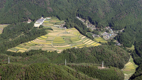 看板・集合住宅に京都産木材を！　わさび・花街みょうが等山村の商品開発など山村地域振興支援