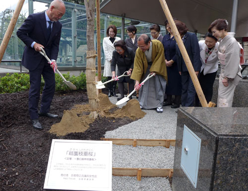 市役所前にシダレザクラを植樹　京都商工会議所女性会の皆さん、佐野 藤右衛門さん・植藤造園さんに感謝