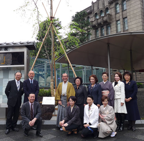 市役所前にシダレザクラを植樹　京都商工会議所女性会の皆さん、佐野 藤右衛門さん・植藤造園さんに感謝