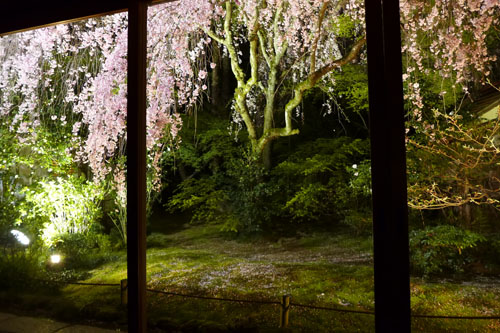 夜桜の美しさに感激！　妙心寺退蔵院