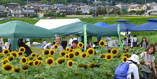 え！？今頃ひまわり大原野