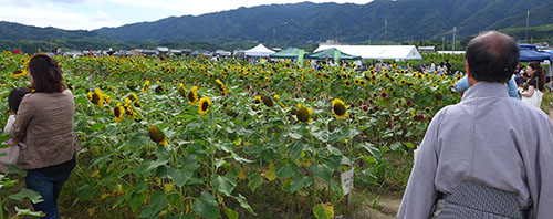 え！？今頃ひまわり大原野